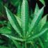 'Cannabis light'; potenziare una corretta informazione rispetto alle pratiche scorrette di commercializzazione 