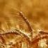 Agricoltura: Foti (Fdi-An), Tutelare il grano made in Italy