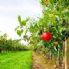 Allarme ortofrutta: 'La Regione si attivi al Tavolo nazionale'
