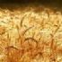 COMMERCIO. TUTELA PANE FRESCO E' LEGGE, OK IN REGIONE EMILIA-R