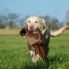 Caccia, Foti (Fdi-An) chiede la programmazione delle abilitazioni per conduttore 'cane limiere'