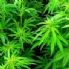 Cannabis, effetti devastanti sui giovani. Errore legalizzarla