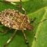 Agricoltura, contrasto alla proliferazione della cimice asiatica; sostegno concreto alle aziende colpite