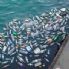 Disposizioni concernenti l'impiego di unita' da pesca per la raccolta dei rifiuti solidi dispersi in mare e per la tutela dell'ambiente marino