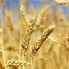 EMILIA-ROMAGNA: APPROVATA LEGGE PD SUL PANE, CONSUMATORI INFORMATI E PRODUTTORI VALORIZZATI