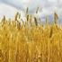 E.ROMAGNA: APPROVATA LA LEGGE PD SUL PANE