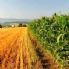 Imprese agricole, via libera alla riformulazione del relatore