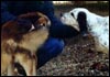 Sequestro di allevamenti canini in provincia di Ravenna